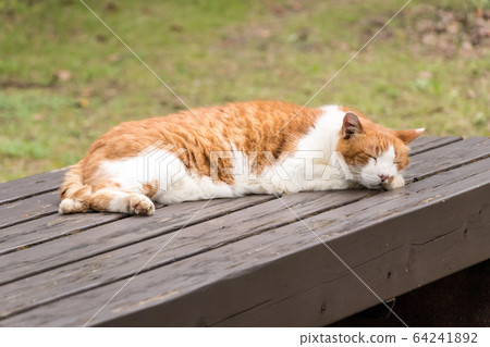 Cat napping on bench Cat napping on bench 64241892