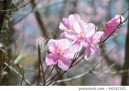 盛開 64242181