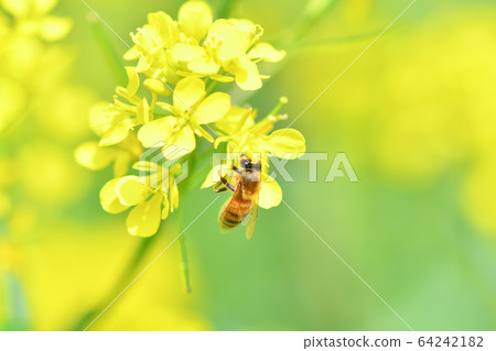 在強姦開花的一隻蜂 64242182