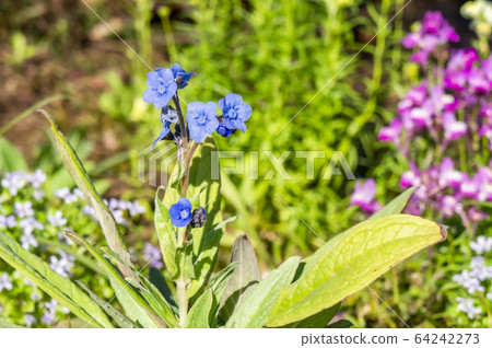 筱sen 筱sen 64242273