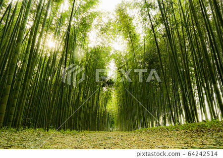 Bamboo Forest 64242514