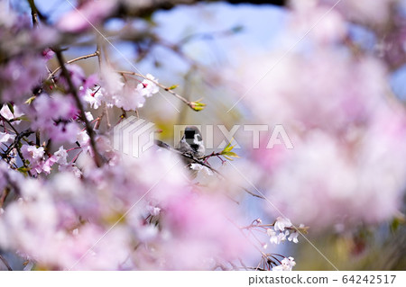 麻雀櫻花觀賞 64242517