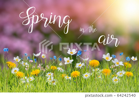Spring floral background with wild flowers Spring floral background with wild flowers 64242540