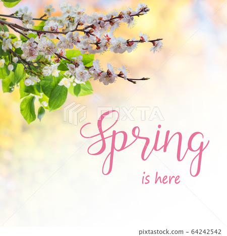 Spring nature background with apricot flowers Spring nature background with apricot flowers 64242542