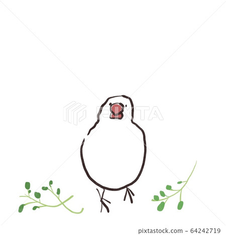 Swan bird and bean seedlings facing the front Swan bird and bean seedlings facing the front 64242719