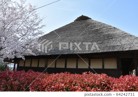 Cherry blossoms and old folk house former Wada house Chigasaki Cherry blossoms and old folk house former Wada house Chigasaki 64242731