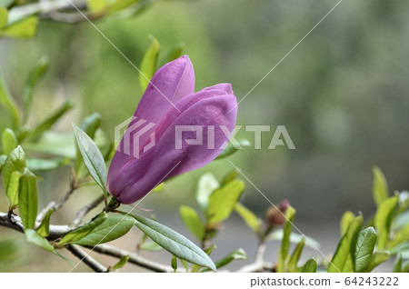 Magnolia flowers Magnolia flowers 64243222
