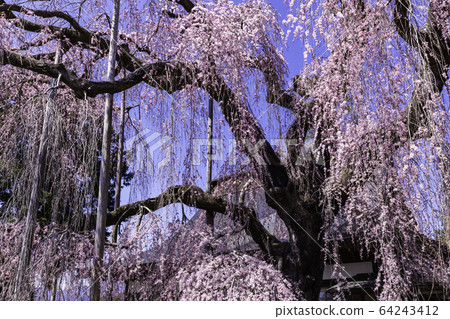 (Yamanashi Pref.) (Yamanashi Pref.) 64243412