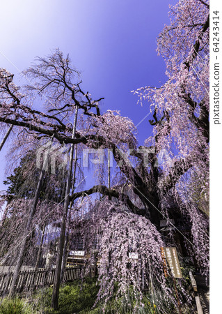 (Yamanashi Pref.) 64243414