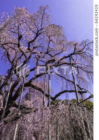 (Yamanashi Pref.) (Yamanashi Pref.) 64243419