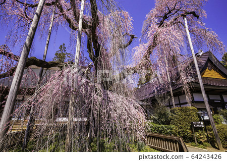 (Yamanashi Pref.) (Yamanashi Pref.) 64243426