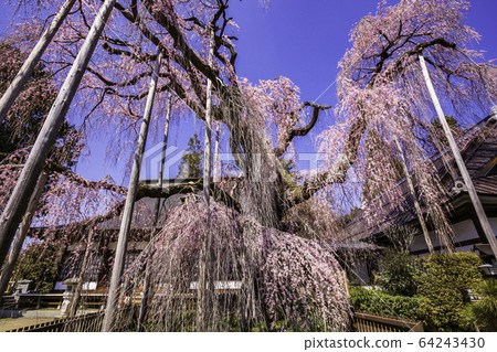 (山梨縣) (山梨縣) 64243430
