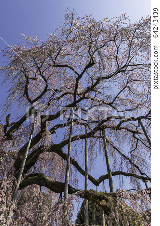 (山梨縣) (山梨縣) 64243439