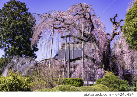 (Yamanashi Pref.) 64243454