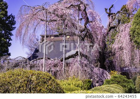 (Yamanashi Pref.) (Yamanashi Pref.) 64243455