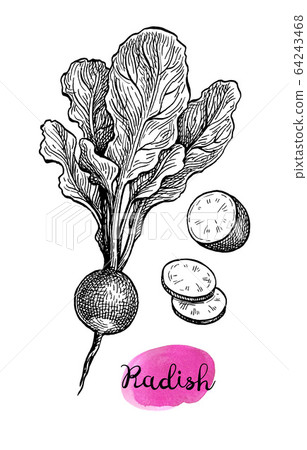 Ink sketch of redish Ink sketch of redish 64243468