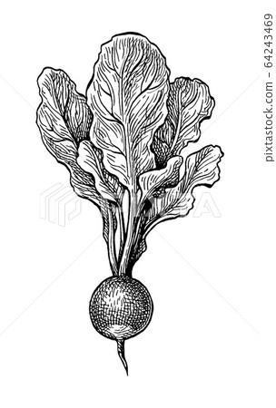 Ink sketch of redish Ink sketch of redish 64243469