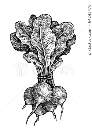 Ink sketch of redish 64243470