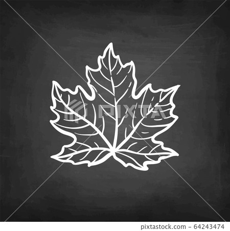 Chalk sketch of maple branch. Chalk sketch of maple branch. 64243474