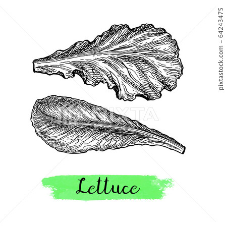 Ink sketch of lettuce. 64243475