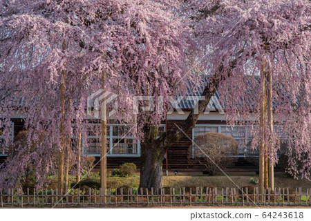 櫻花和木製教學樓盛開 64243618