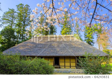 櫻花花瓣和舊私人住宅 櫻花花瓣和舊私人住宅 64243631
