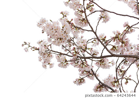 Beautiful pink cherry blossom isolated on white Beautiful pink cherry blossom isolated on white 64243644