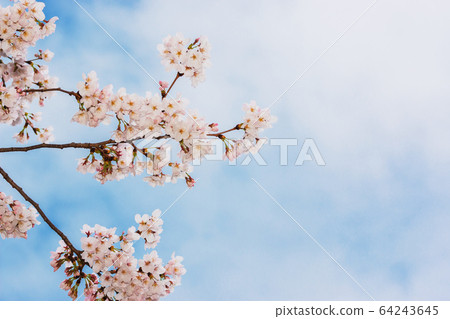 Beautiful pink cherry blossom in full bloom. Beautiful pink cherry blossom in full bloom. 64243645