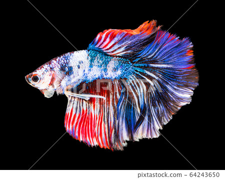 Beautiful betta splendens half moon siamese betta Beautiful betta splendens half moon siamese betta 64243650