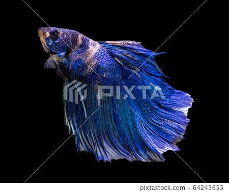 Beautiful betta splendens half moon siamese betta 64243653