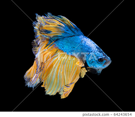 Beautiful betta splendens half moon siamese betta Beautiful betta splendens half moon siamese betta 64243654