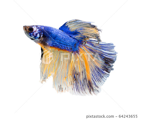 Beautiful betta splendens half moon siamese betta Beautiful betta splendens half moon siamese betta 64243655