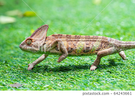 Veiled chameleon (chamaeleo calyptratus) in 64243661
