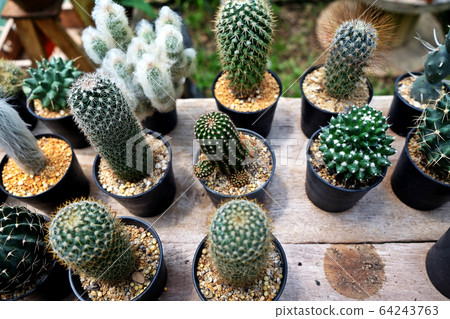 Collection of various cactus and succulent plants 64243763