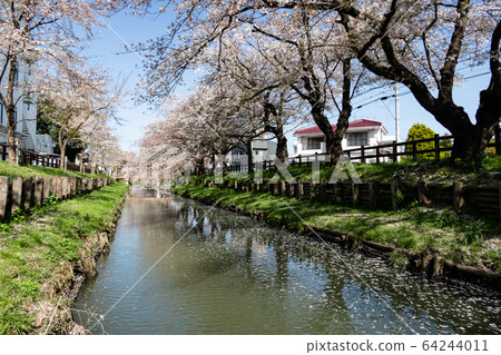 Cherry blossoms of the Shin-Kishi River Kawagoe 64244011