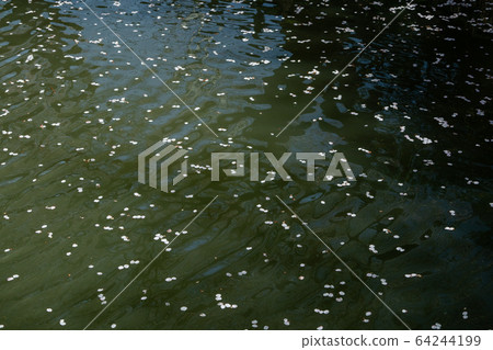 Flower Raft Cherry Blossoms of the Shin-Kishi River Kawagoe Flower Raft Cherry Blossoms of the Shin-Kishi River Kawagoe 64244199