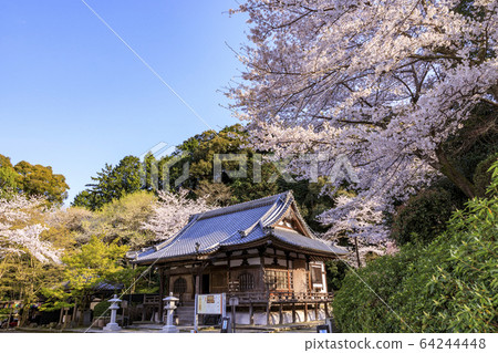 Mitidera櫻花盛開 64244448