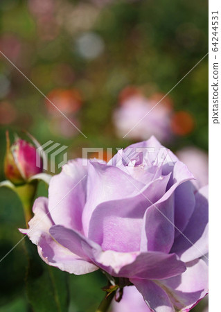 Beautiful rose with bright violet 64244531