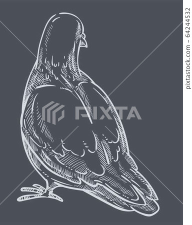 Pigeon back view, dove bird monochrome sketch outline 64244532