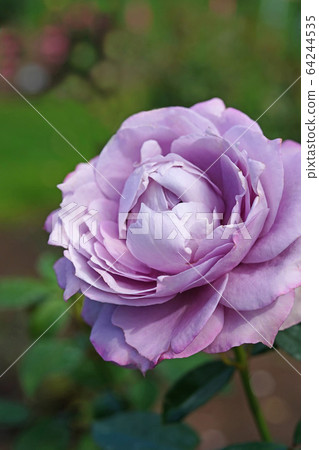 Beautiful rose with bright violet 64244535