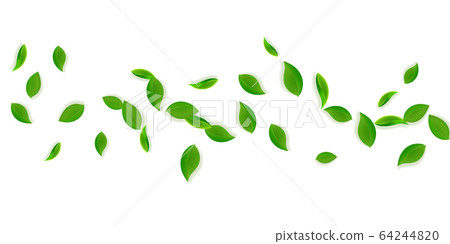 Falling green leaves. Fresh tea neat leaves flying 64244820