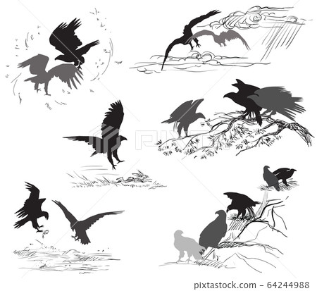 Set of vector scenes of eagle life Set of vector scenes of eagle life 64244988