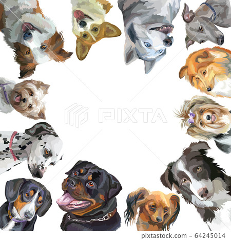 Group of dogs different breeds in square isolated 64245014