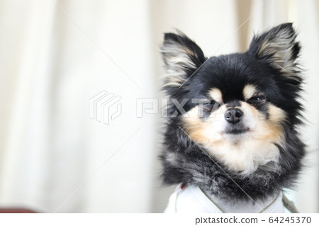 Chihuahua seems to sleep 64245370