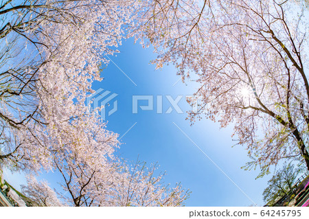 Cherry blossoms in Iwamotoyama Park, Fuji City, Shizuoka Prefecture 64245795