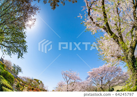 Cherry blossoms in Iwamotoyama Park, Fuji City, Shizuoka Prefecture 64245797