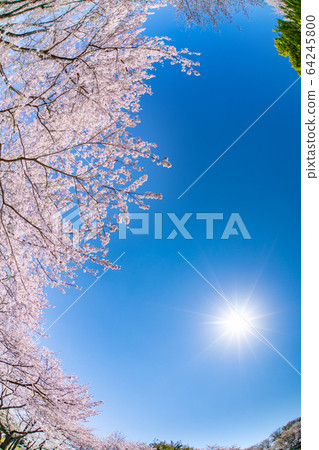 Cherry blossoms in Iwamotoyama Park, Fuji City, Shizuoka Prefecture 64245800