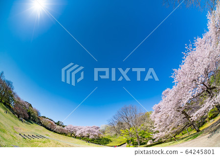 Cherry blossoms in Iwamotoyama Park, Fuji City, Shizuoka Prefecture Cherry blossoms in Iwamotoyama Park, Fuji City, Shizuoka Prefecture 64245801