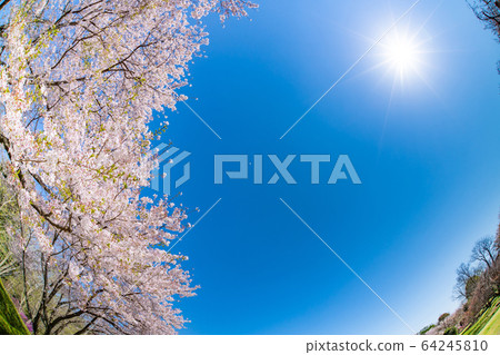 靜岡縣富士市岩本山公園的櫻花 靜岡縣富士市岩本山公園的櫻花 64245810