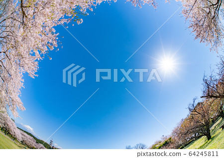 靜岡縣富士市岩本山公園的櫻花 靜岡縣富士市岩本山公園的櫻花 64245811